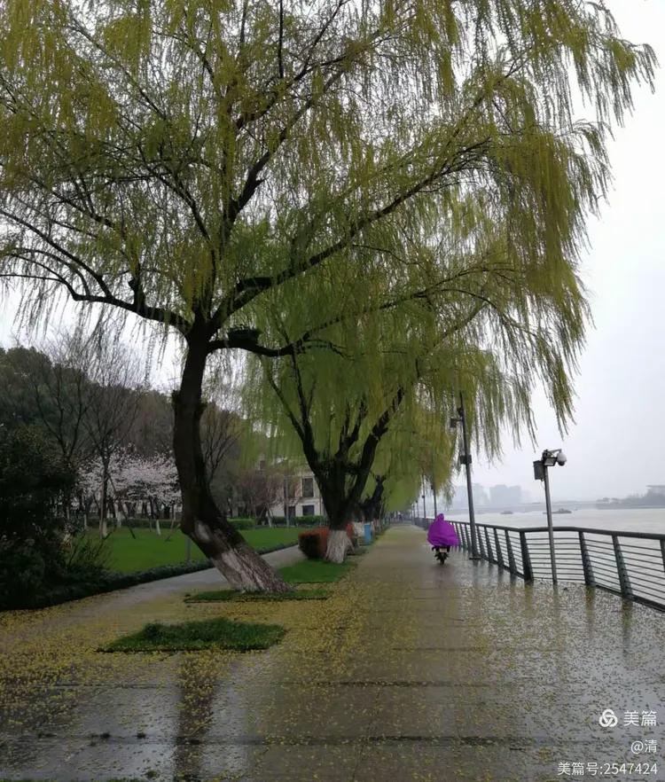 江风拂江面,江畔青丝乱.剪影入荧屏,送君杨柳岸